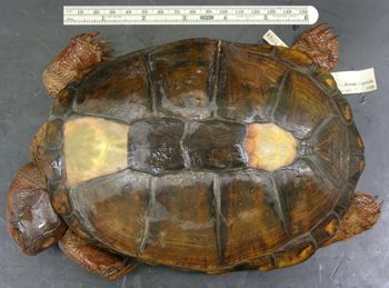 Media type: image; Herpetology R-48013